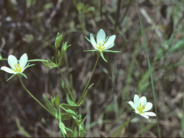 Sabatia arenicola (Sand rose gentian) #25723