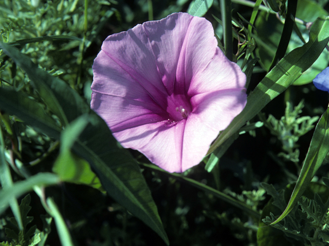 Ipomoea sagittata (Saltmarsh morning-glory) #25759