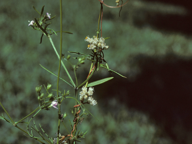 Cuscuta runyonii (Runyon's dodder) #25762