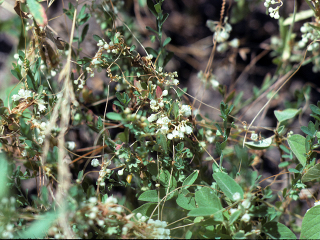 Cuscuta gronovii (Scaldweed) #25763