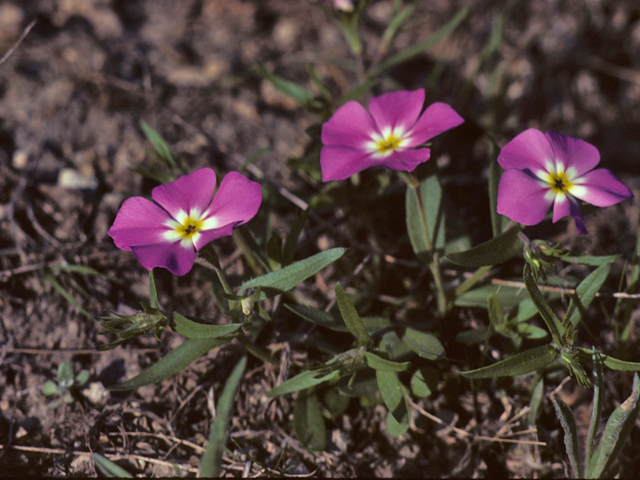 Phlox roemeriana (Goldeneye phlox) #25769