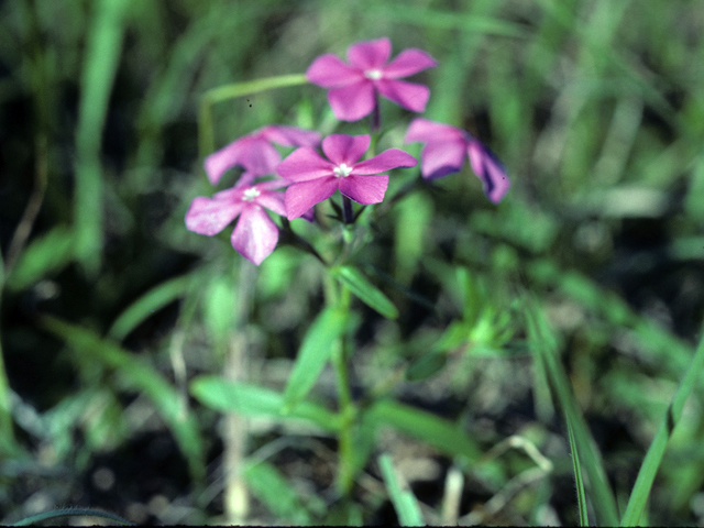 Phlox cuspidata (Pointed phlox) #25773