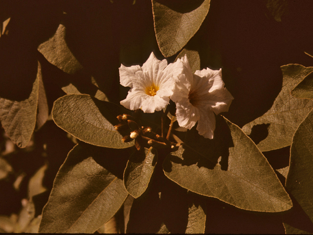 Cordia boissieri (Mexican olive) #25784