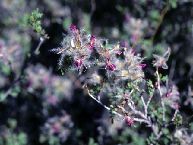 Dalea formosa (Featherplume) #25785