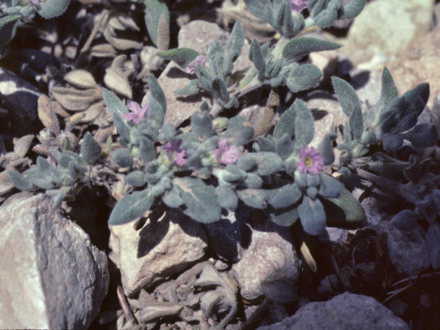 Tiquilia canescens var. canescens (Woolly crinklemat) #25787