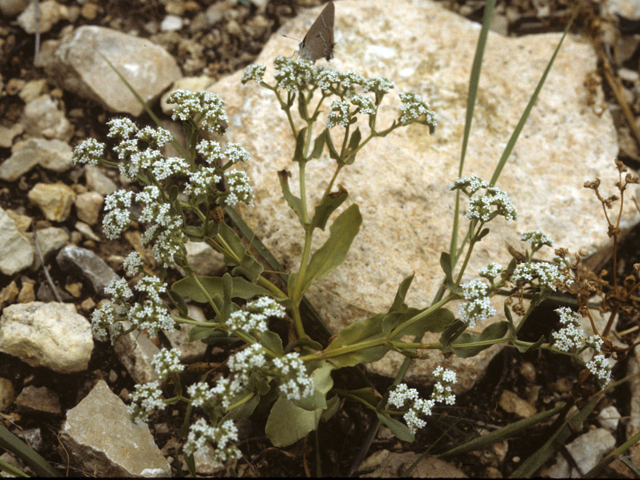 Valerianella radiata (Beaked cornsalad) #25788