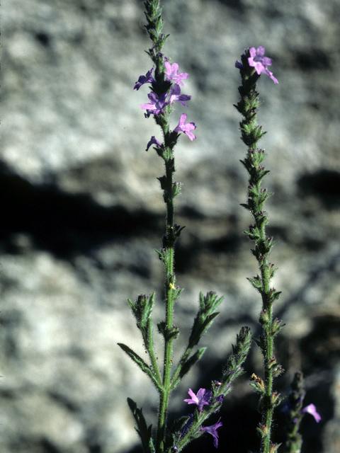 Verbena halei (Texas vervain) #25801