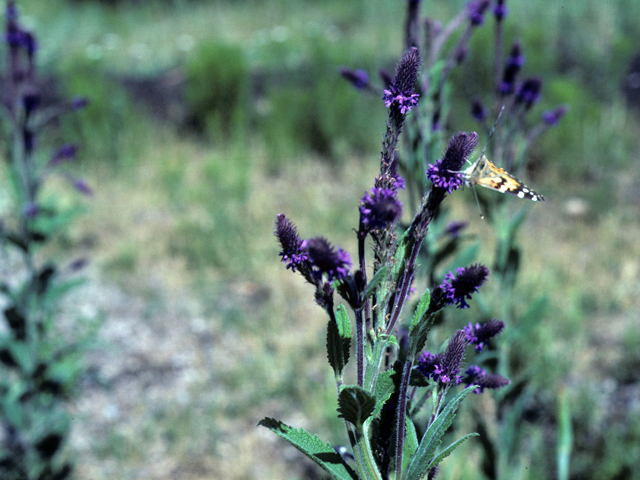 Verbena macdougalii (Macdougal verbena) #25803