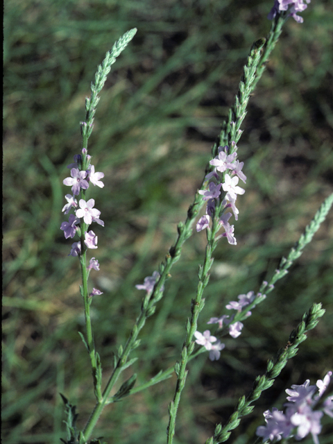 Verbena cloverae (Clover's vervain) #25804