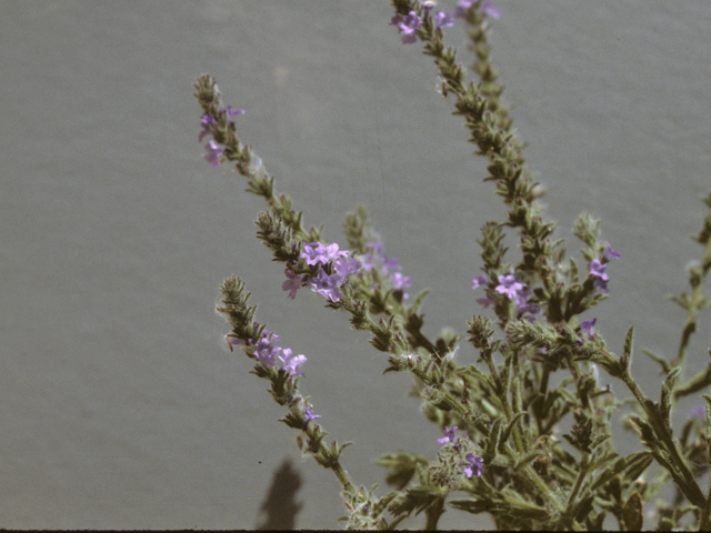 Verbena canescens (Gray vervain) #25805