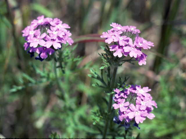 Glandularia bipinnatifida var. ciliata (Davis mountains mock vervain) #25809