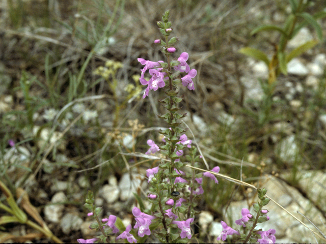 Brazoria arenaria (Sand brazos-mint) #25831