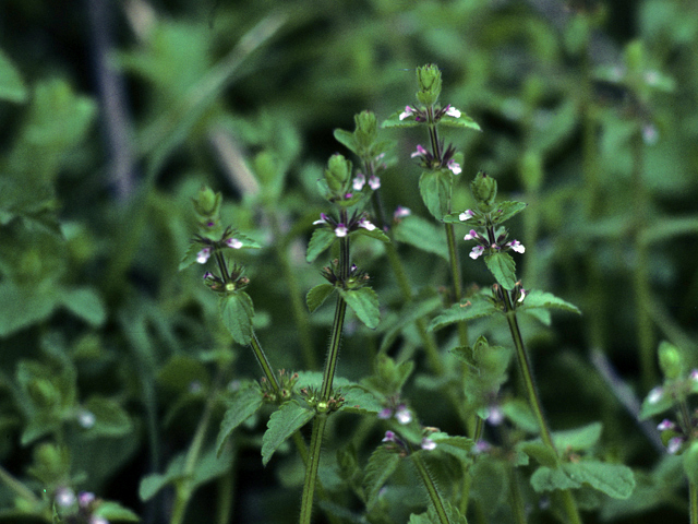 Stachys crenata (Mousesear) #25836