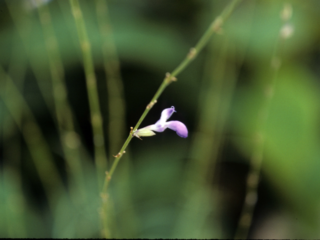 Salvia reptans (Slenderleaf sage) #25847