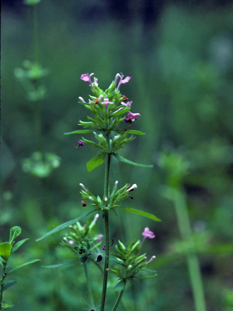 Hedeoma acinoides (Slender false pennyroyal) #25861