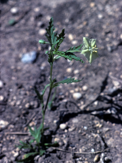 Chamaesaracha coronopus (Greenleaf five eyes) #25866