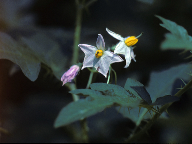 Solanum carolinense (Carolina horsenettle) #25872