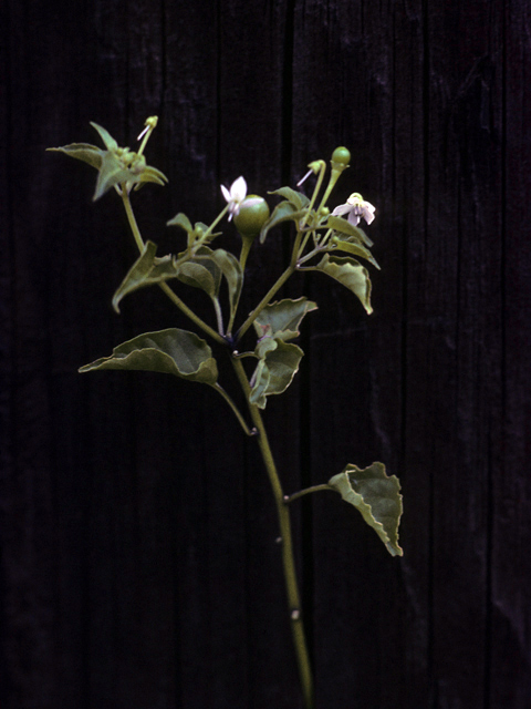 Capsicum annuum (Chile tepin) #25878