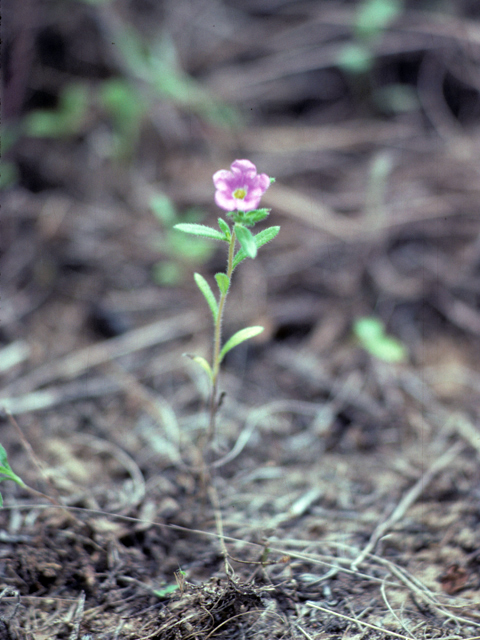 Calibrachoa parviflora (Seaside petunia) #25880