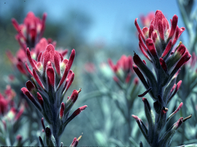 Castilleja lanata (Sierra woolly indian paintbrush) #25889