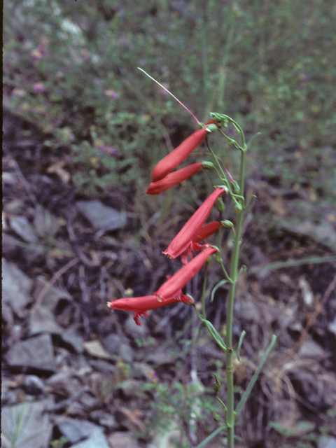 Penstemon barbatus (Scarlet bugler) #25898