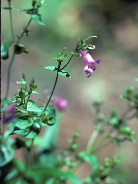 Penstemon tenuis (Brazos penstemon) #25905