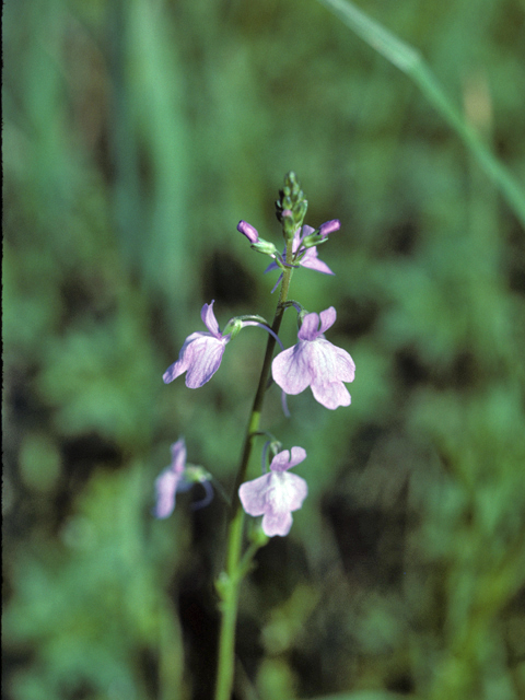 Nuttallanthus canadensis (Canada toadflax) #25906