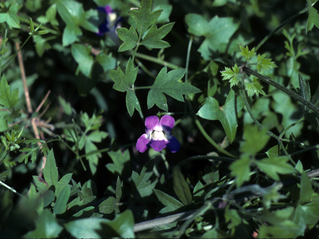 Maurandella antirrhiniflora (Snapdragon vine ) #25907