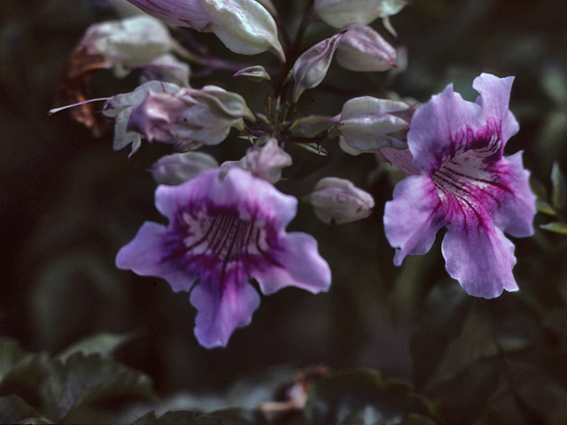 Chilopsis linearis (Desert willow) #25915