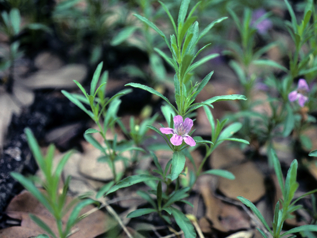 Dyschoriste crenulata (Wavyleaf snakeherb) #25920