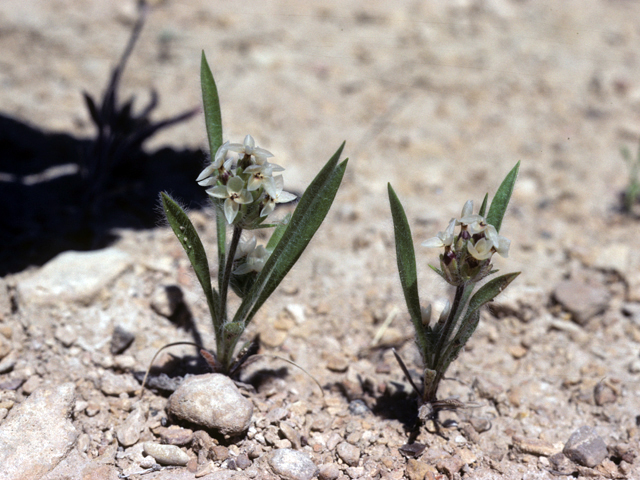 Plantago helleri (Heller's plantain) #25936