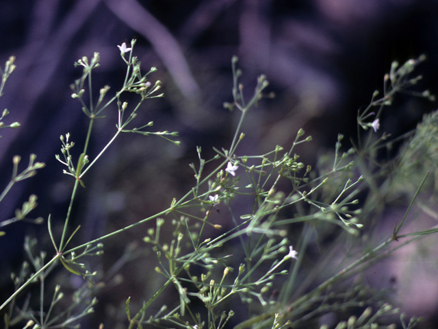 Galium texense (Texas bedstraw) #25937