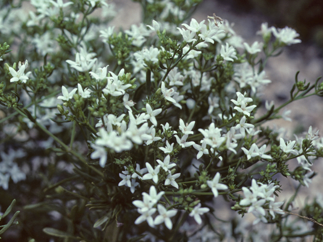 Houstonia humifusa (Matted bluet) #25941