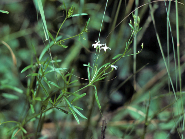 Houstonia subviscosa (Nodding bluet) #25943