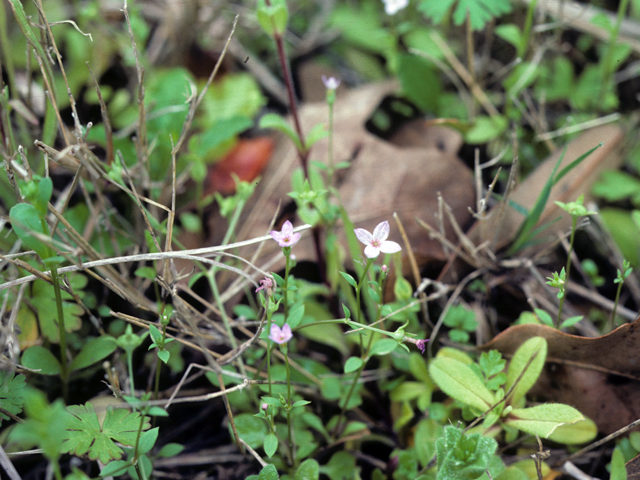 Houstonia pusilla (Tiny bluets) #25944