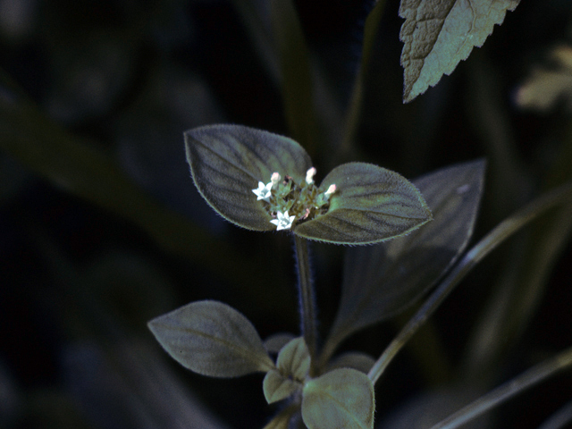 Richardia brasiliensis (Tropical mexican clover) #25946