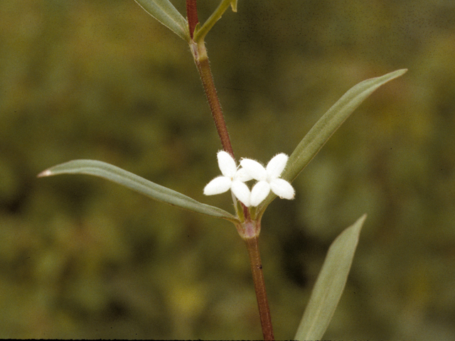 Diodia virginiana (Virginia buttonweed) #25947