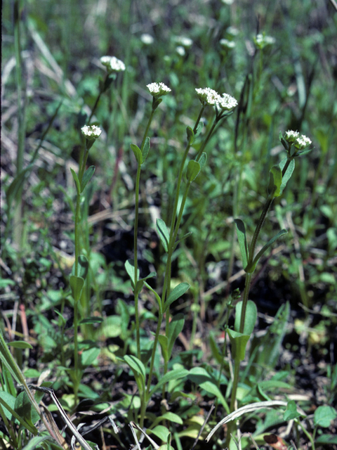 Valerianella amarella (Hairy cornsalad) #25953