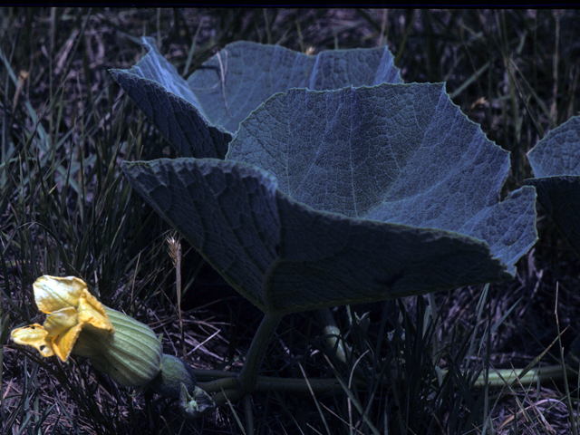 Cucurbita foetidissima (Stinking gourd) #25956