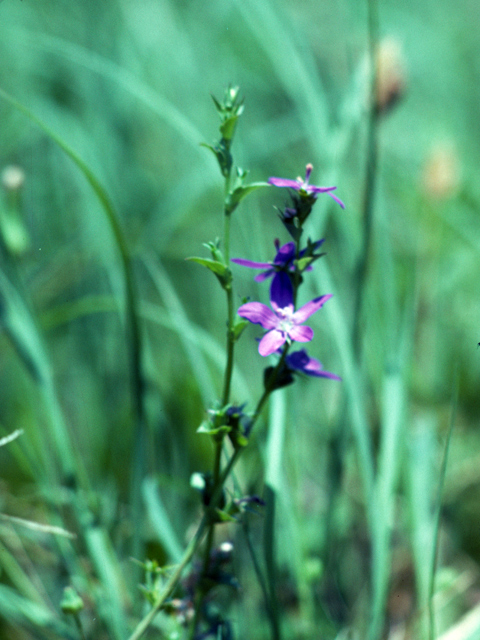 Triodanis biflora (Small venus' looking-glass) #25962