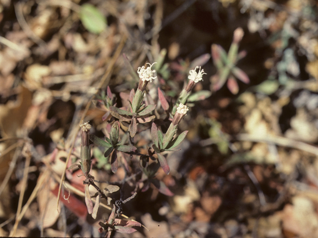 Carphochaete bigelovii (Bigelow's bristlehead) #25972