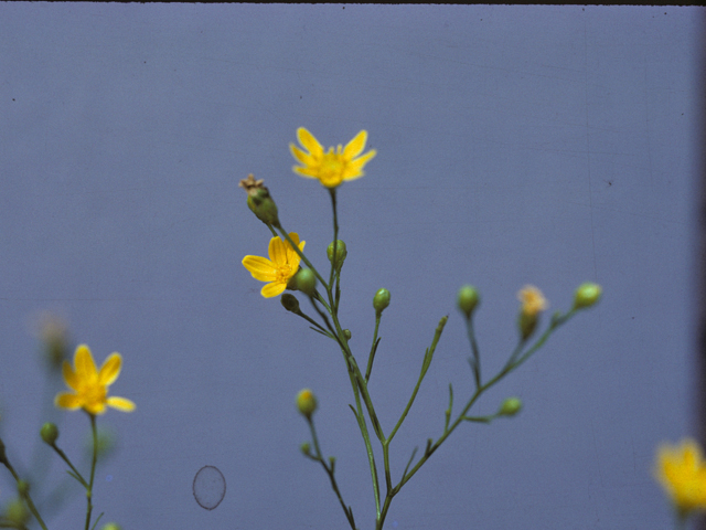 Croptilon divaricatum (Slender scratchdaisy) #25989