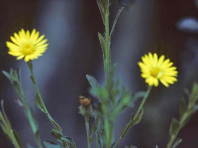 Chrysopsis pilosa (Soft goldenaster) #25993