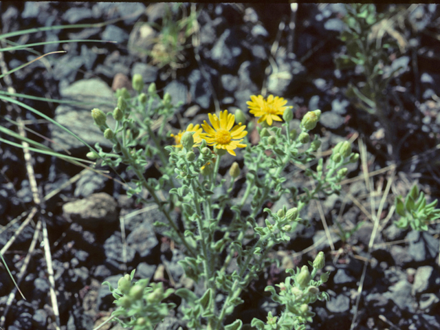 Heterotheca villosa (Hairy false goldenaster) #25994