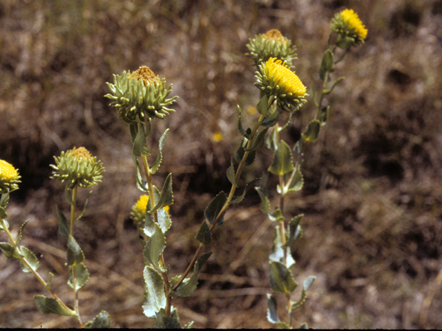 Grindelia nuda var. nuda (Curlytop gumweed) #25998