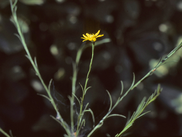 Gutierrezia sphaerocephala (Roundleaf snakeweed) #26000