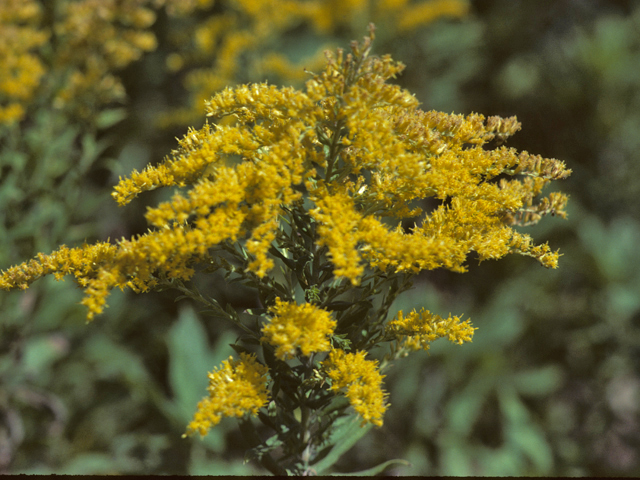 Solidago altissima (Tall goldenrod) #26006