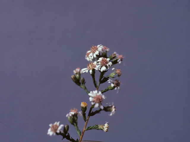 Symphyotrichum lateriflorum var. lateriflorum (Calico aster) #26012