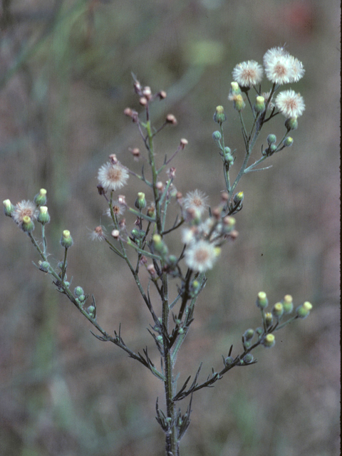 Doellingeria umbellata var. umbellata (Parasol whitetop) #26018