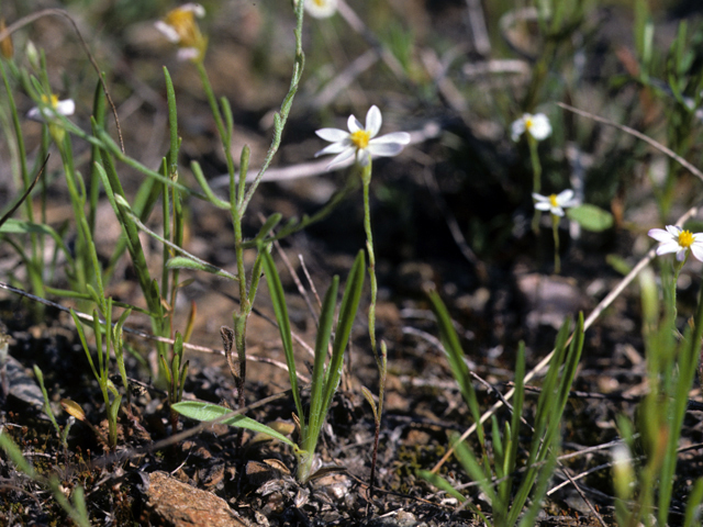 Chaetopappa bellidifolia (Whiteray leastdaisy) #26020